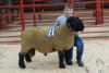 Reserve Champion Suffolk Ram